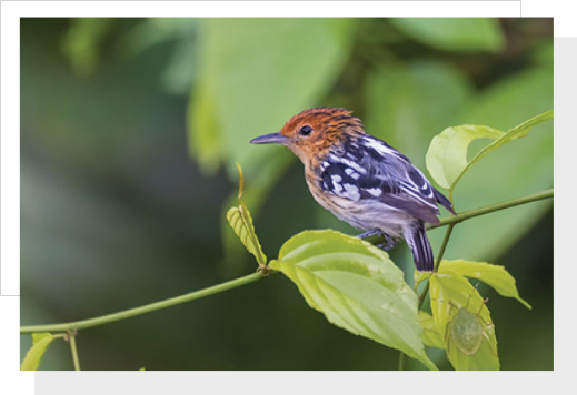 Guyana Birds